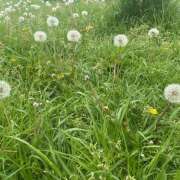 ヒメ日記 2025/04/24 12:15 投稿 りりん ラブハーレム(水戸)