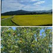 ヒメ日記 2025/08/31 22:07 投稿 りりん ラブハーレム(水戸)