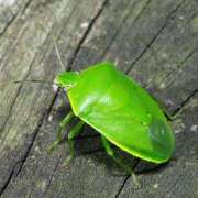 ヒメ日記 2025/11/03 15:07 投稿 りりん ラブハーレム(水戸)