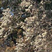 ヒメ日記 2026/02/10 12:27 投稿 りりん ラブハーレム(水戸)