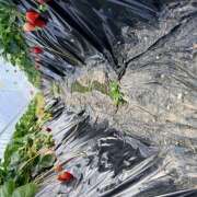 ヒメ日記 2026/03/05 14:26 投稿 りりん ラブハーレム(水戸)