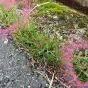 ヒメ日記 2025/03/20 08:56 投稿 稲葉ほのか ミセス大阪日本橋店