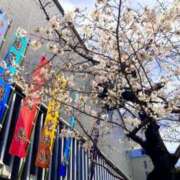 ヒメ日記 2025/03/31 08:57 投稿 稲葉ほのか ミセス大阪日本橋店