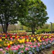 ヒメ日記 2025/04/23 08:49 投稿 稲葉ほのか ミセス大阪日本橋店