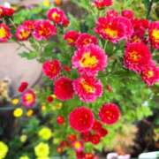 ヒメ日記 2025/01/04 10:24 投稿 春 人妻風俗チャンネル