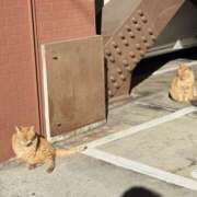 ヒメ日記 2025/01/06 10:24 投稿 春 人妻風俗チャンネル