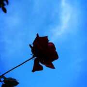 ヒメ日記 2025/01/11 10:28 投稿 春 人妻風俗チャンネル