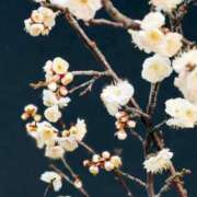 ヒメ日記 2025/01/17 19:00 投稿 春 人妻風俗チャンネル