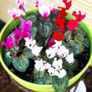 ヒメ日記 2025/01/28 10:29 投稿 春 人妻風俗チャンネル