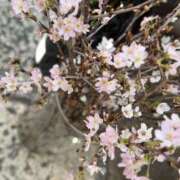 ヒメ日記 2025/01/29 12:26 投稿 春 人妻風俗チャンネル