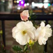 ヒメ日記 2025/02/01 10:39 投稿 春 人妻風俗チャンネル