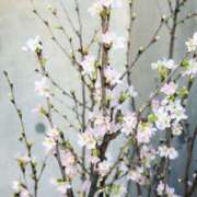 ヒメ日記 2025/02/07 10:14 投稿 春 人妻風俗チャンネル