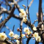 ヒメ日記 2025/02/14 10:06 投稿 春 人妻風俗チャンネル