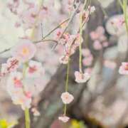 ヒメ日記 2025/02/24 10:30 投稿 春 人妻風俗チャンネル