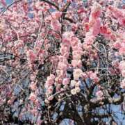 ヒメ日記 2025/02/28 14:44 投稿 春 人妻風俗チャンネル