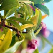 ヒメ日記 2025/03/07 10:28 投稿 春 人妻風俗チャンネル