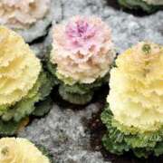 ヒメ日記 2025/03/19 10:26 投稿 春 人妻風俗チャンネル