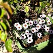 ヒメ日記 2025/03/21 10:43 投稿 春 人妻風俗チャンネル