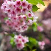 ヒメ日記 2025/03/24 10:25 投稿 春 人妻風俗チャンネル