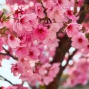 ヒメ日記 2025/03/28 10:31 投稿 春 人妻風俗チャンネル