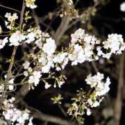 ヒメ日記 2025/03/29 10:36 投稿 春 人妻風俗チャンネル