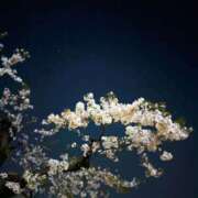 ヒメ日記 2025/04/10 10:26 投稿 春 人妻風俗チャンネル