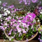 ヒメ日記 2025/04/11 10:11 投稿 春 人妻風俗チャンネル