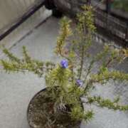 ヒメ日記 2025/04/11 10:23 投稿 春 人妻風俗チャンネル