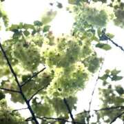 ヒメ日記 2025/04/14 10:33 投稿 春 人妻風俗チャンネル