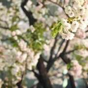 ヒメ日記 2025/04/16 11:47 投稿 春 人妻風俗チャンネル