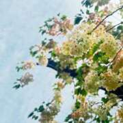 ヒメ日記 2025/04/19 10:37 投稿 春 人妻風俗チャンネル