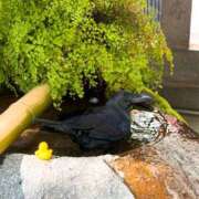 ヒメ日記 2025/04/19 14:58 投稿 春 人妻風俗チャンネル