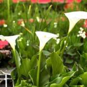 ヒメ日記 2025/04/23 10:46 投稿 春 人妻風俗チャンネル