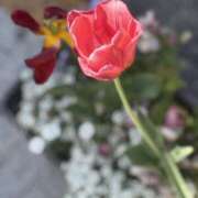 ヒメ日記 2025/04/24 10:46 投稿 春 人妻風俗チャンネル