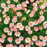 ヒメ日記 2025/04/26 10:14 投稿 春 人妻風俗チャンネル