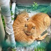 ヒメ日記 2025/04/28 10:29 投稿 春 人妻風俗チャンネル