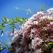 ヒメ日記 2025/04/30 11:05 投稿 春 人妻風俗チャンネル