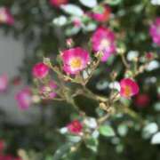 ヒメ日記 2025/05/09 10:33 投稿 春 人妻風俗チャンネル