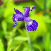 ヒメ日記 2025/05/12 10:31 投稿 春 人妻風俗チャンネル