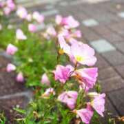 ヒメ日記 2025/05/12 14:32 投稿 春 人妻風俗チャンネル