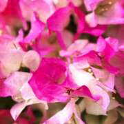 ヒメ日記 2025/05/16 10:32 投稿 春 人妻風俗チャンネル