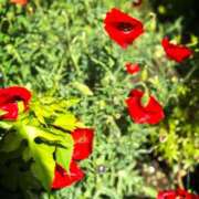 ヒメ日記 2025/05/17 10:24 投稿 春 人妻風俗チャンネル