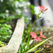 ヒメ日記 2025/05/22 10:39 投稿 春 人妻風俗チャンネル