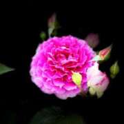 ヒメ日記 2025/05/24 10:50 投稿 春 人妻風俗チャンネル