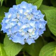 ヒメ日記 2025/05/28 11:53 投稿 春 人妻風俗チャンネル