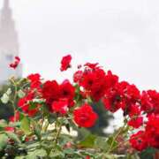 ヒメ日記 2025/05/31 10:08 投稿 春 人妻風俗チャンネル