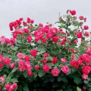 ヒメ日記 2025/06/08 13:19 投稿 春 人妻風俗チャンネル