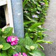 ヒメ日記 2025/06/10 10:18 投稿 春 人妻風俗チャンネル