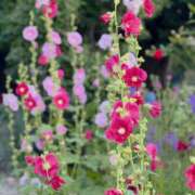 ヒメ日記 2025/06/21 13:20 投稿 春 人妻風俗チャンネル