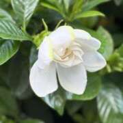 ヒメ日記 2025/06/25 10:04 投稿 春 人妻風俗チャンネル